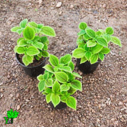 پیله آ حوله ای