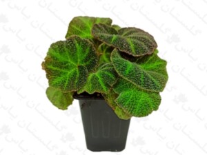 بگونیا رکس مخملی