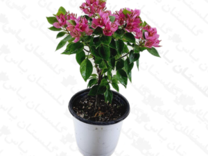 کاغذی خوشه ای