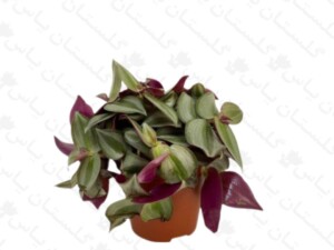 برگ بیدی پوست پیازی