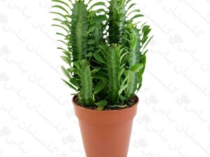 افوربیا تریگونا سبز