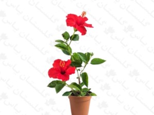 ختمی ژاپنی قرمز