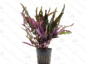 سرخس قرمز