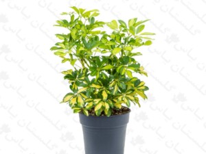شفلرا ابلق