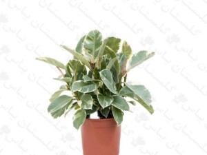 فیکوس ابلق