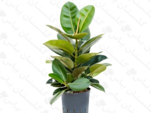 فیکوس سبز