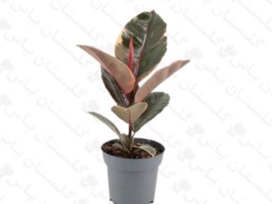فیکوس شرابی
