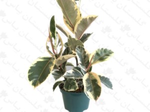فیکوس یاقوتی