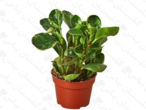 قاشقی سبز