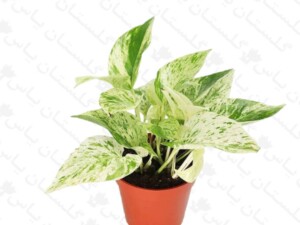 پتوس مرمری