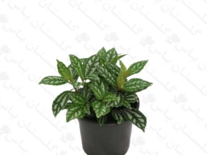 پیله آ نقره ای