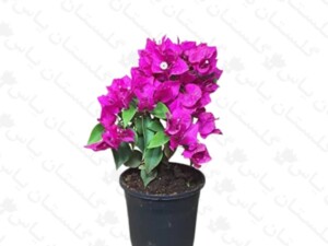 کاغذی بنفش