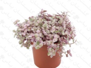 چمن کالیسیا