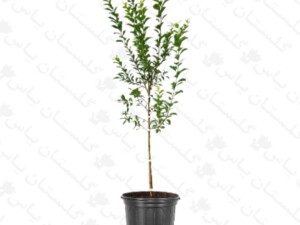 نهال آلوچه قرمز