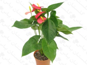 آنتوریوم