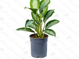 آگلونما هندوانه ای