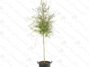نهال بید مجنون