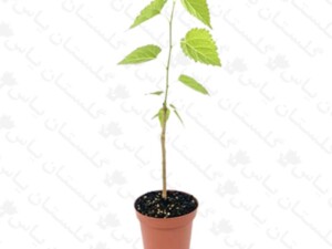 نهال توت کاکوزا