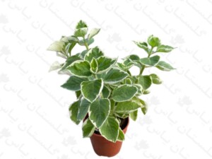 حسن یوسف عطری