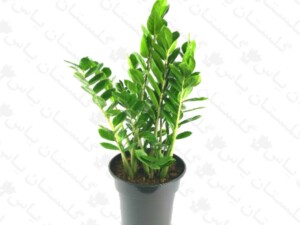 زاموفیلیا سبز