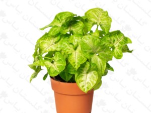 سینگونیوم ابلق