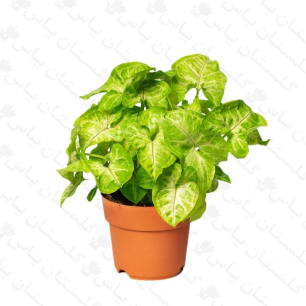 سینگونیوم ابلق