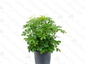 شفلرا سبز