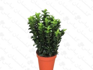 شمشاد سبز