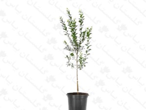 نهال صنوبر