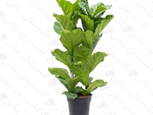 فیکوس لیراتا