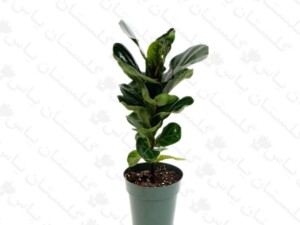 فیکوس لیراتا مینیاتور