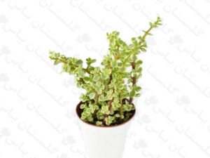 پرپینی ابلق