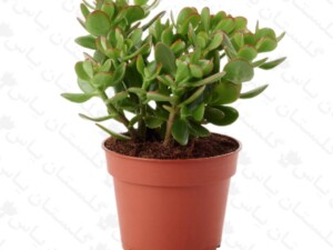 کراسولا درختی یشم