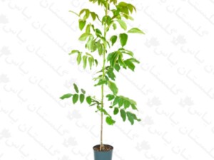 گردو کاغذی