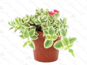 نازیخی ابلق
