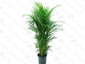 نخل اریکا