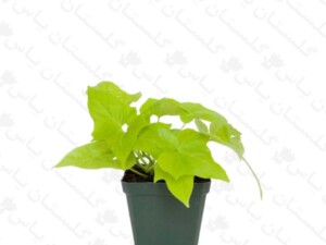 ایپومیا نئون