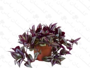 برگ بیدی معمولی