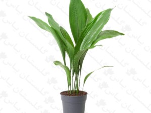 برگ عبایی