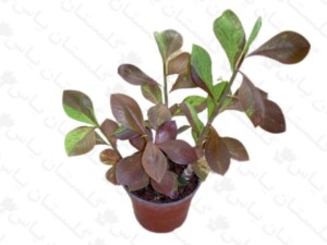 فردوس قرمز