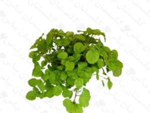 پیچک سوئدی
