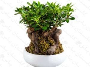 بنسای پیتسپروم