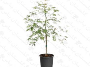 افرا سبز