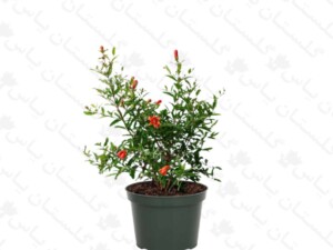 انار زینتی