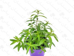 به لیمو