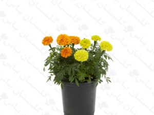 گل جعفری