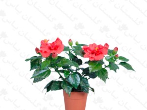ختمی ژاپنی پُر پر الوان