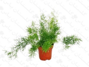 شویدی
