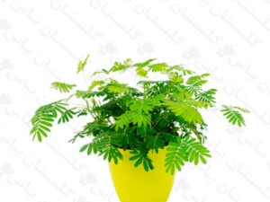 گل قهر