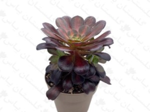 آئونیوم قرمز